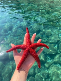 Beautiful Starfish